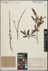 Foto von Salix pomeranica Willd.